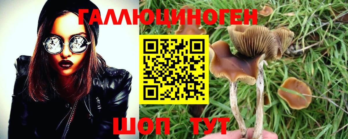 наркотики  Вход с VPN  Северск  Псилоцибиновые грибы GOLDEN TEACHER 